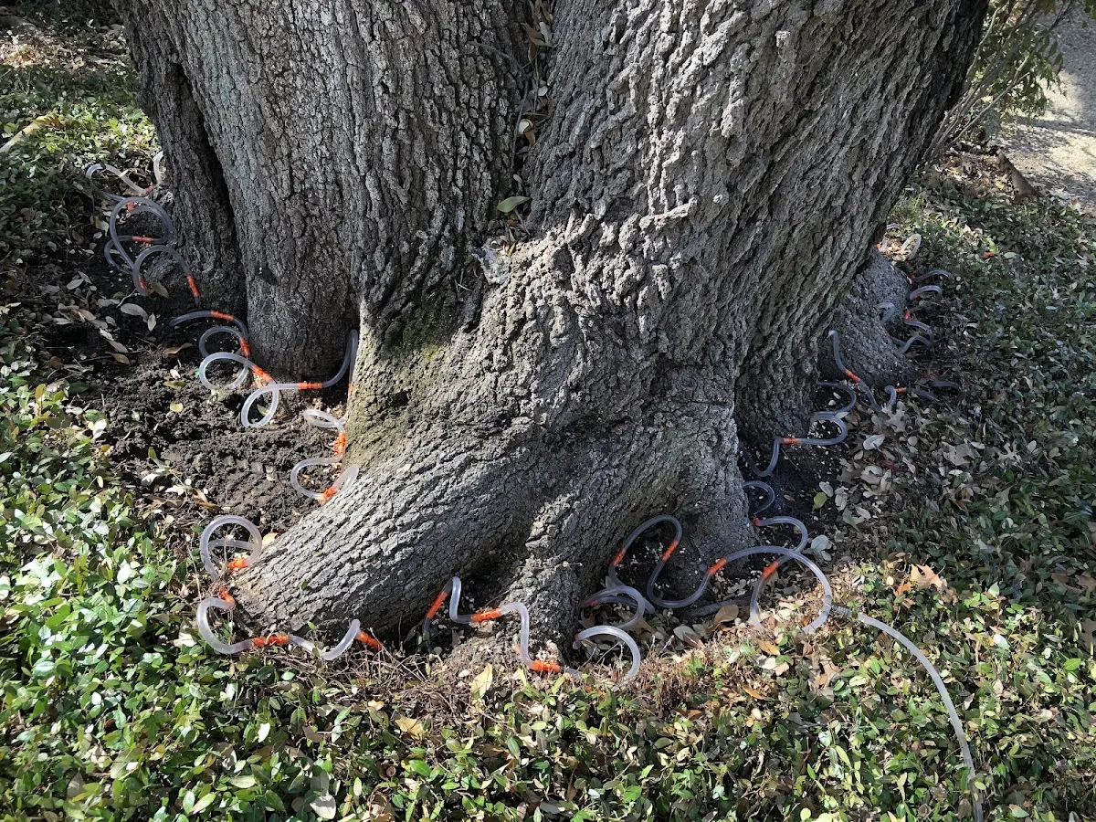 Detailed Tree Cabling and Bracing job site in Dongola