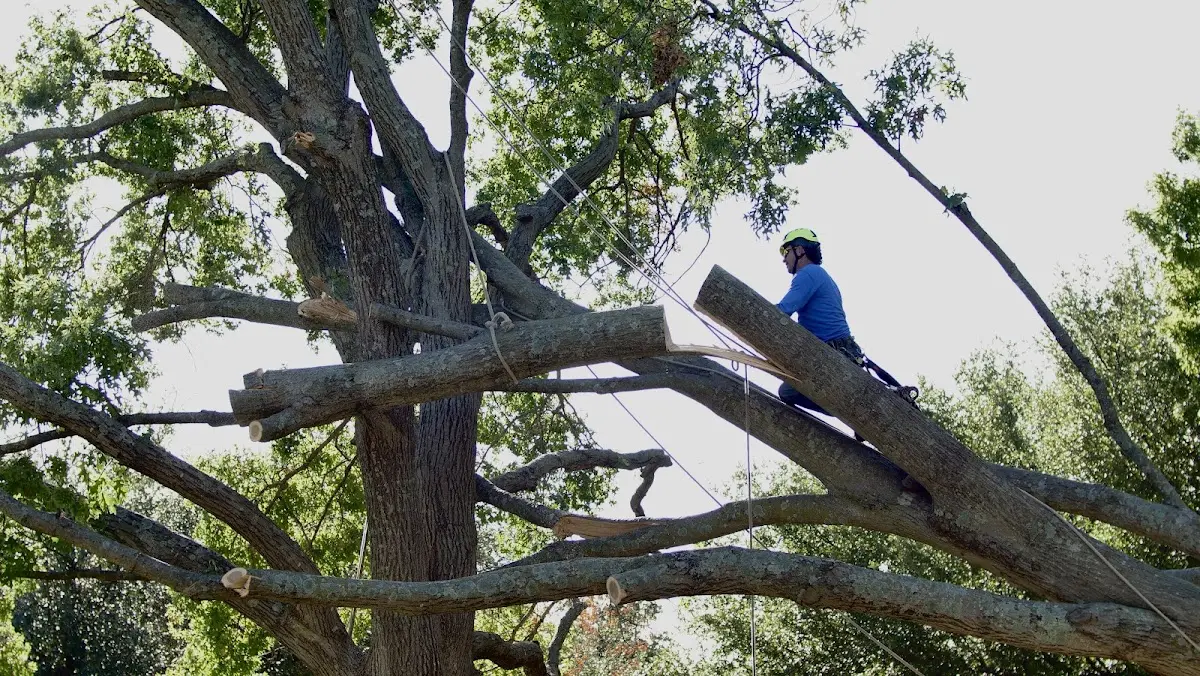Professional Crown Thinning performed by certified arborists in Dongola