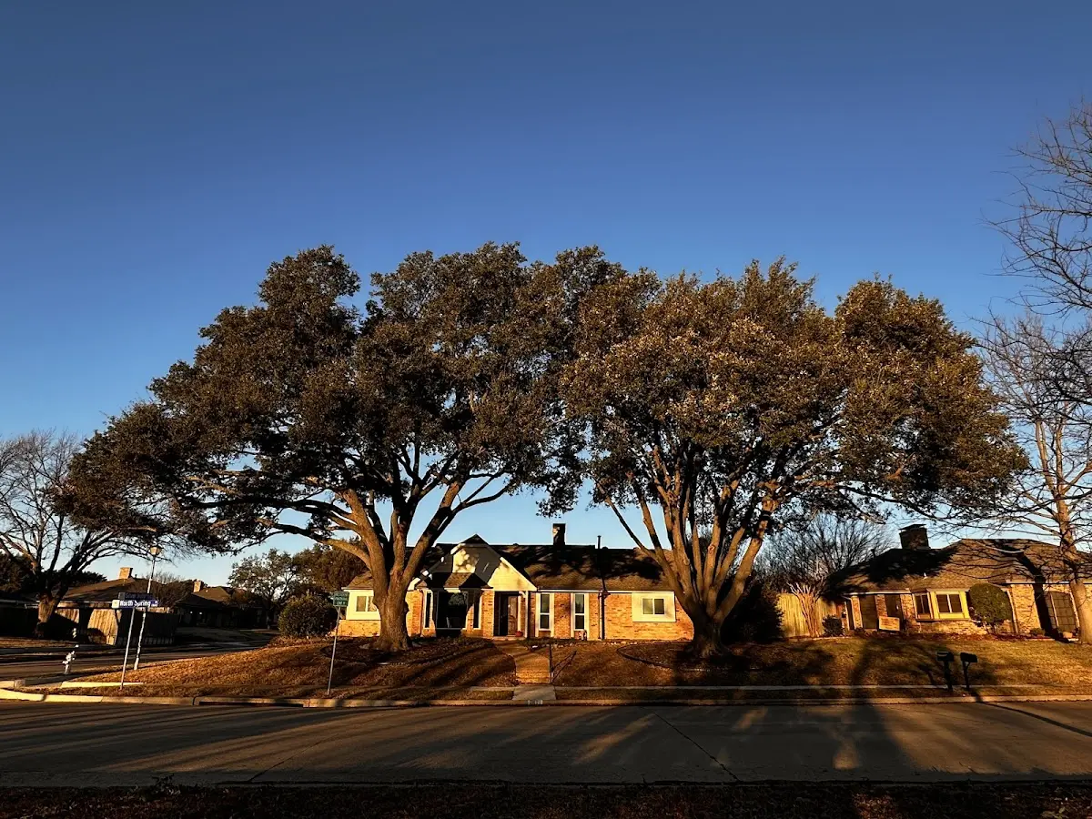 Established residential canopy tree shading a home in Dongola